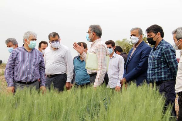 وضعیت مطلوب مزارع گندم، کلزا و چغندرقند در خوزستان