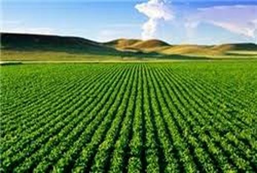 مبارزه با علف‌های هرز در مزارع چهارمحال و بختیاری آغاز شد