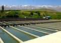 دو درصد شبکه ملی مزارع الگویی به شیلات اختصاص یافت