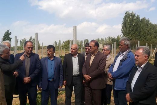 بازدید رئیس سازمان جهاد کشاورزی آذربایجان غربی از باغات انگور  میاندوآب