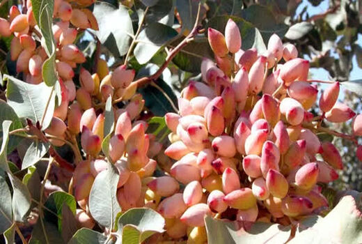 اجرای طرح ایران گپ در باغ های پسته استان فارس