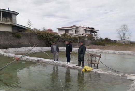 طرح تکثیر طبیعی ماهی سفید در گیلان