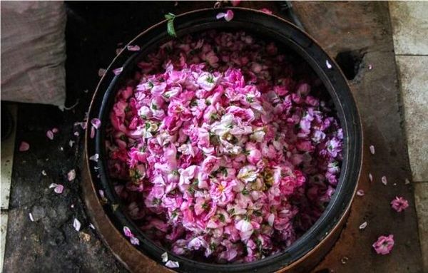 ارزآوری ۲۱ میلیون دلاری صنعت گلاب و اسانس کاشان برای کشور