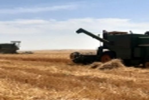  آغاز برداشت خوشه‌های طلایی گندم از مزارع شوشتر 