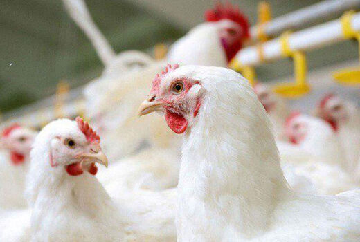 تولید گوشت طیور اصفهان در ۷ سال گذشته ۳۹ درصد افزایش یافت