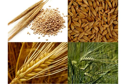 خرید تضمینی سه محصول گندم، جو و کلزا در آذربایجان غربی
