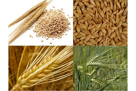 خرید تضمینی سه محصول گندم، جو و کلزا در آذربایجان غربی