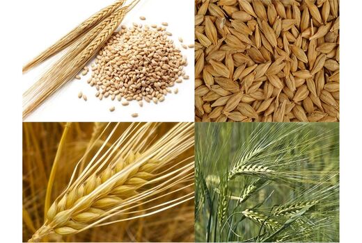 خرید تضمینی سه محصول گندم، جو و کلزا در آذربایجان غربی