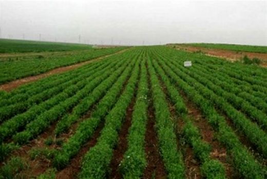 کشت ۱۰۰ هزار هکتار حبوبات در کردستان