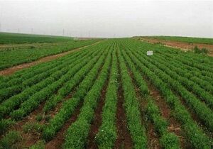 کشت ۱۰۰ هزار هکتار حبوبات در کردستان