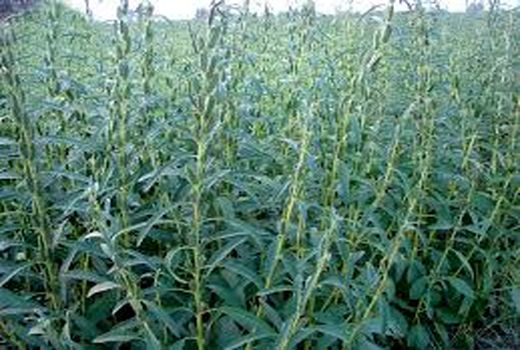  کشت کنجد در خرمشهر