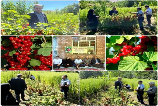 کاشت درختچه‌های دارویی قره قاط در روستای عنصرود شهرستان اسکو