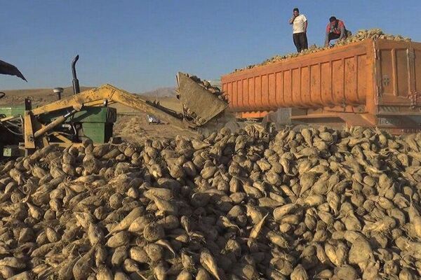 افزایش ۵۰ درصدی تولید محصول چغندر قند در چهارمحال و بختیاری