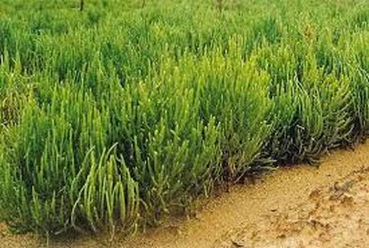 آموزش کشت گیاهان شورپسند در خرمشهر