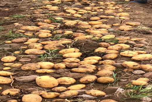 سیب‌زمینی پاییزه  آباده به بازار آمد