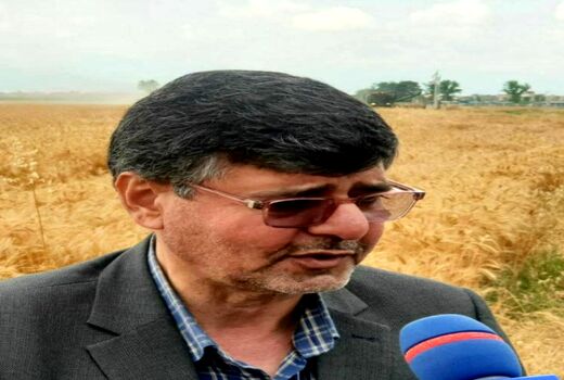 12درصد گندم کشور در گلستان تولید می‌شود