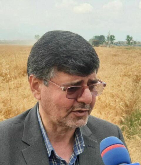 12درصد گندم کشور در گلستان تولید می‌شود