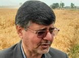 12درصد گندم کشور در گلستان تولید می‌شود