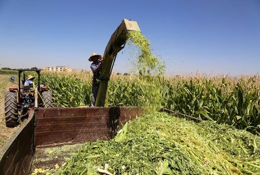 برداشت ۱۹۴ تن ذرت علوفه‌ای از اراضی کشاورزی البرز