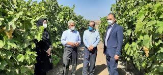 برداشت 16 هزار تن محصول انگور از تاکستانهای شهرستان میاندوآب
