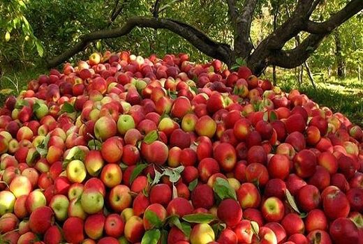 برداشت سیب - سمیرم