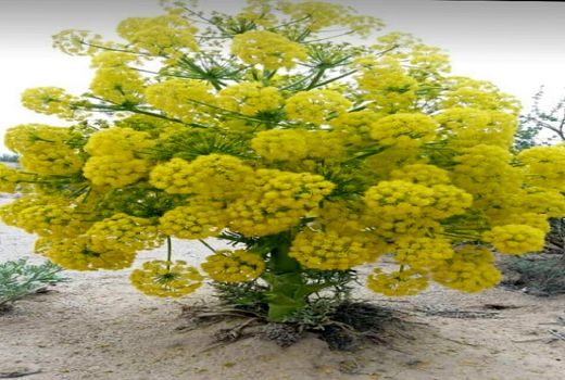 آغاز برداشت آنغوزه تلخ در استان فارس