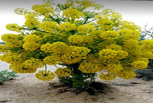 آغاز برداشت آنغوزه تلخ در استان فارس