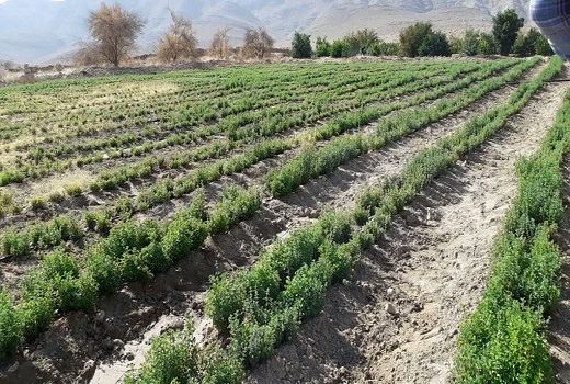 کشت گیاهان دارویی در 100هکتار از اراضی شهرستان جهرم