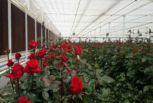 تولید 6 میلیون 500 هزار گل شاخه بریده در چهارمحال و بختیاری