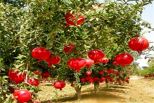 استان فارس رتبه اول تولید و سطح باغ‌های انار کشور