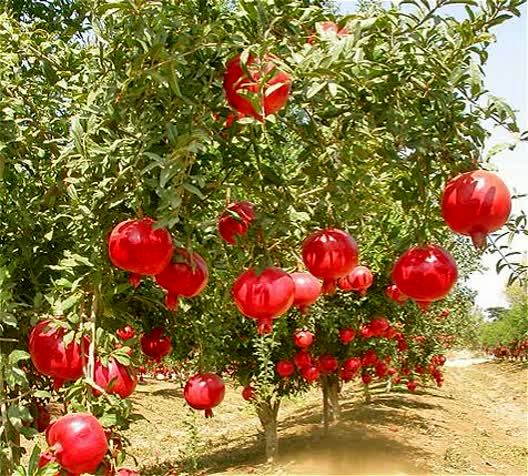 استان فارس رتبه اول تولید و سطح باغهای انار کشور