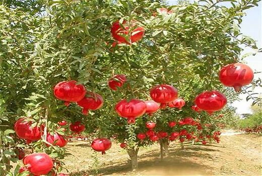 استان فارس رتبه اول تولید و سطح باغ‌های انار کشور