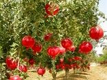 استان فارس رتبه اول تولید و سطح باغ‌های انار کشور