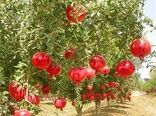 استان فارس رتبه اول تولید و سطح باغ‌های انار کشور
