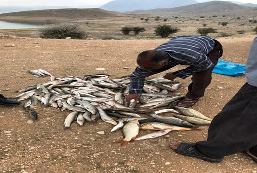 پیش بینی صید 170 تن ماهی گرمابی از سد سلمان فارسی قیروکارزین 
