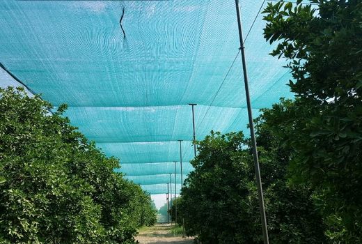 ۱میلیون هکتار باغات کشور در۵سال آینده زیرسایبان می‌روند