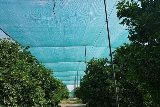 ۱میلیون هکتار باغات کشور در۵سال آینده زیرسایبان می‌روند