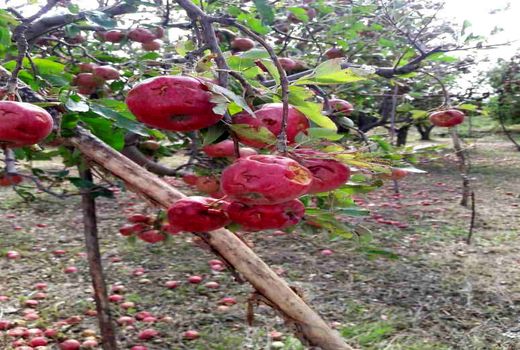 بارش تگرگ و جاری شدن سیل 2000 میلیارد ریال به اراضی کشاورزی ارومیه خسارت وارد کرد