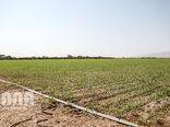 آغاز کاشت پاییزه گندم در شهرستان اردبیل