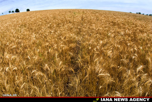 مزرعه گندم در ثلاث 