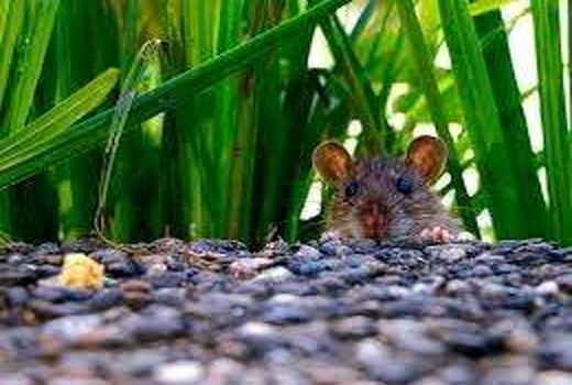 مبارزه با جوندگان در مزارع خراسان شمالی نیازمند یک میلیارد اعتبار است