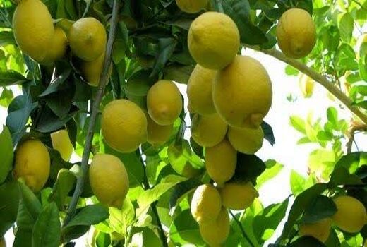 آغاز برداشت در قطب بی رقیب لیموشیرین کشور