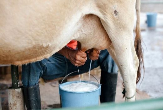 ثبت رکورد بی سابقه تولید شیر گاو در استان خوزستان