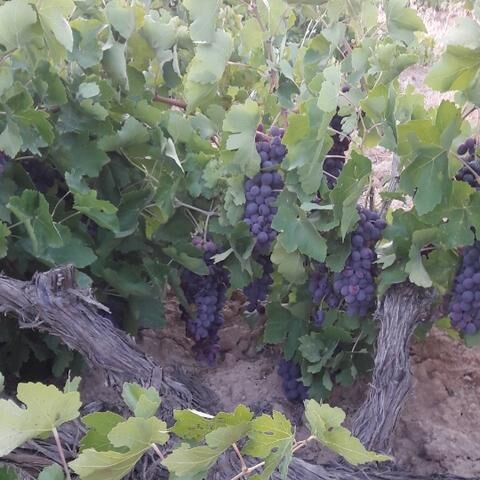 برداشت انگور از تاکستان های دیم سپیدان آغاز شد