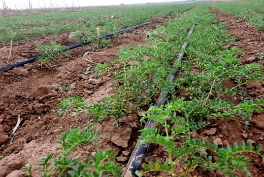 قزوین پیشرو در تأمین بذر نخود با اجرای طرح نوآورانه 