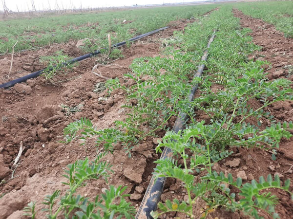 قزوین پیشرو در تأمین بذر نخود با اجرای طرح نوآورانه "زارع به زارع"