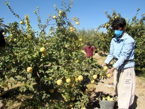 پیش‌بینی برداشت 2500 تن محصول "به" از باغات شهرستان شهربابک در سال جاری
