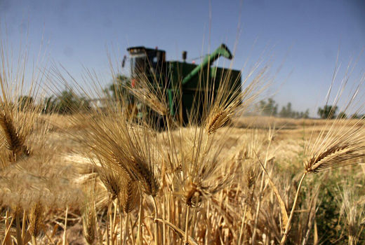 پیش بینی تولید  ۱۰۰ هزار تن جو در مزارع استان قزوین؛ ارمغان تلاش کشاورزان قزوینی