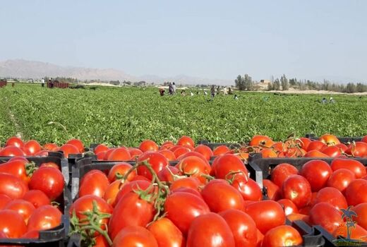 آغاز برداشت گوجه فرنگی از مزارع شهرستان بن/برداشت بیش از 100 تن گوجه از یک هکتار