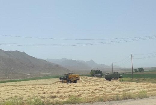 برداشت جو از مزارع اقلید آغاز شد